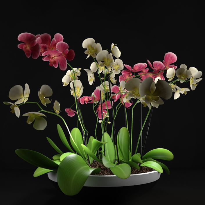 Plants 1