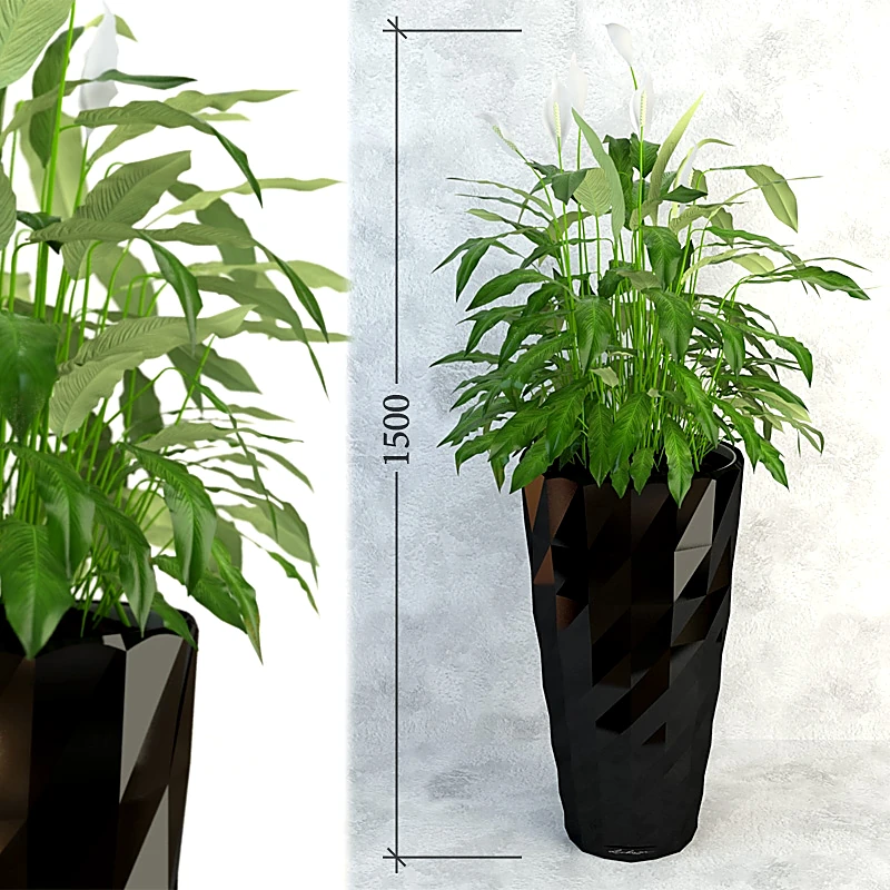 植物 1