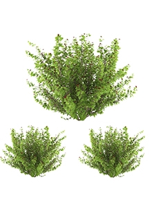 3D Models » Decoration » Plants » Download for Your Design Projects ...