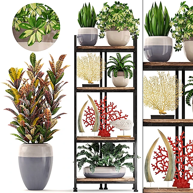 Decorative Set with Plants and Corals
