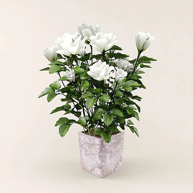 Plantes 1