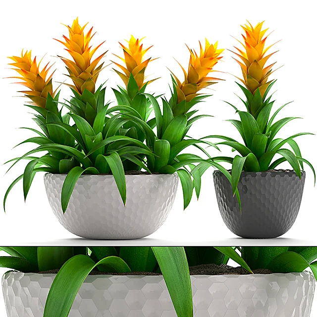 Plants 1