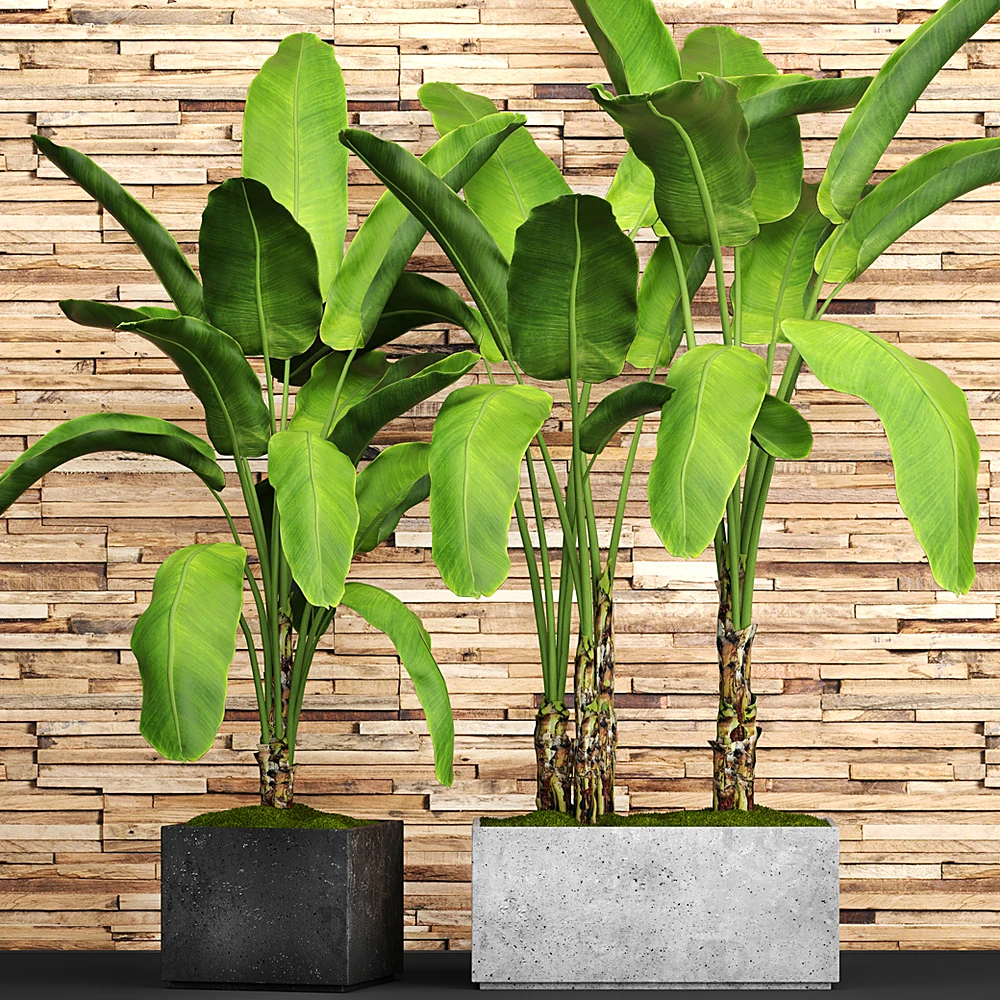 Banana Plant Set in Concrete Pots