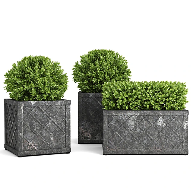 Collection of Plants in Pots with Distressed Metal Planters