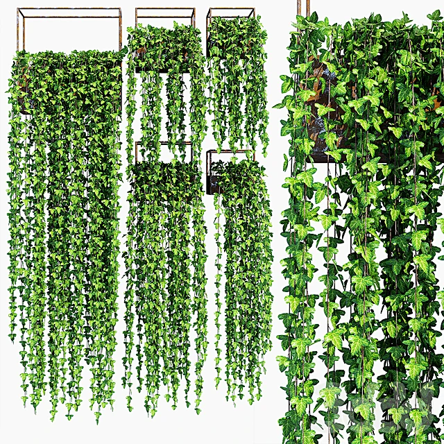 Hanging Plants with Metal Frames