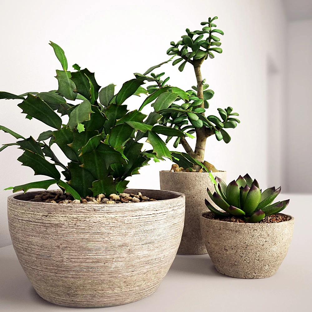 Set of Potted Plants with Textured Pots