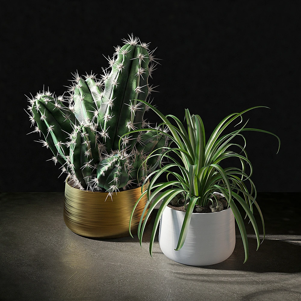 Set of plants with Cactus and Spider Plant