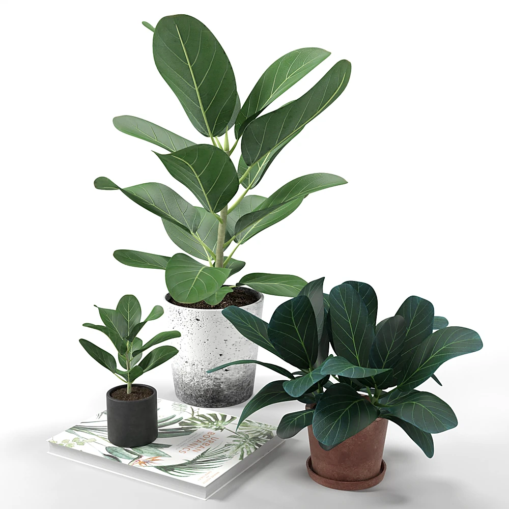 Set of Plants with Concrete and Terracotta Pots