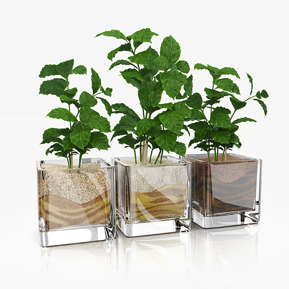 Coffee Tree Plants in Glass Pots