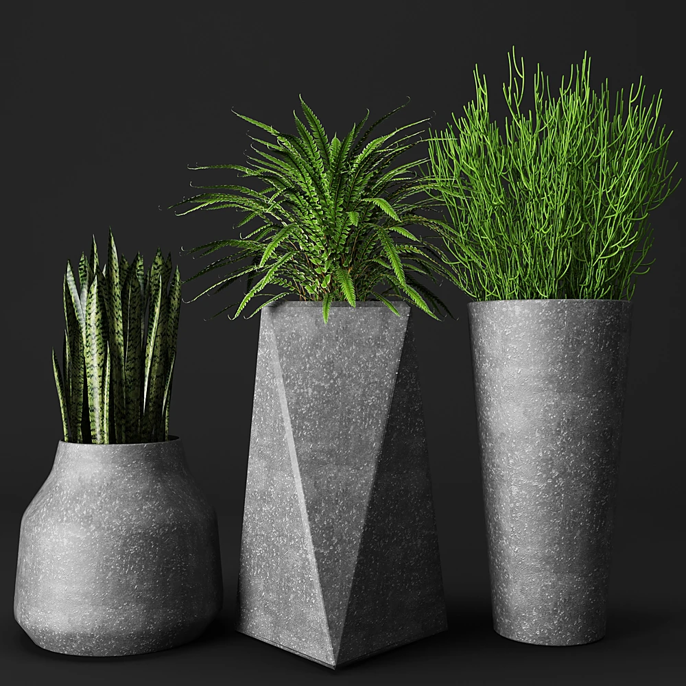 Set of Potted Plants with Concrete Planters