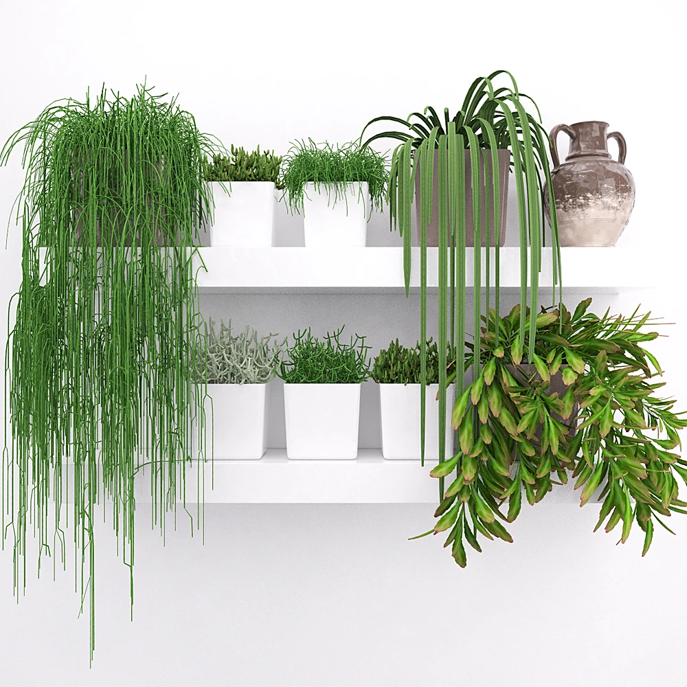 Set of Succulents with Varied Foliage