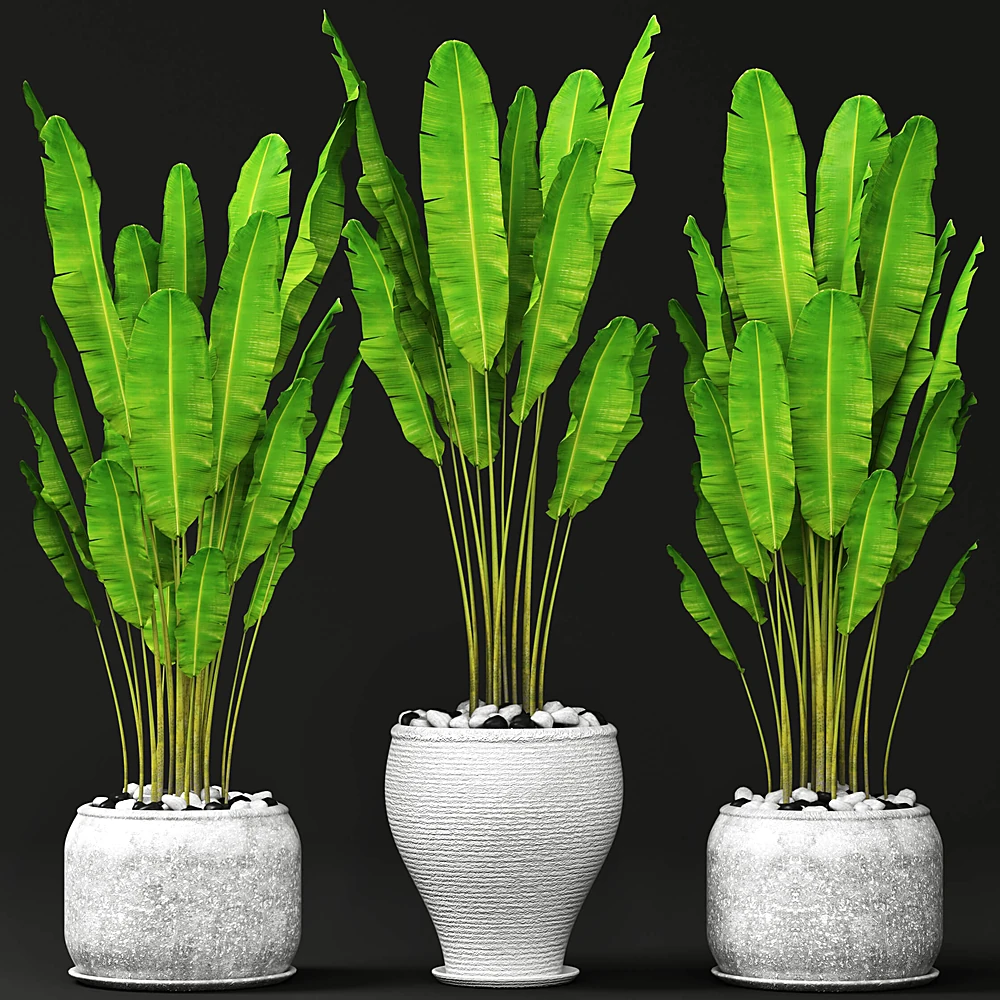 Plant Set with Tall Green Leaves and Textured Pots