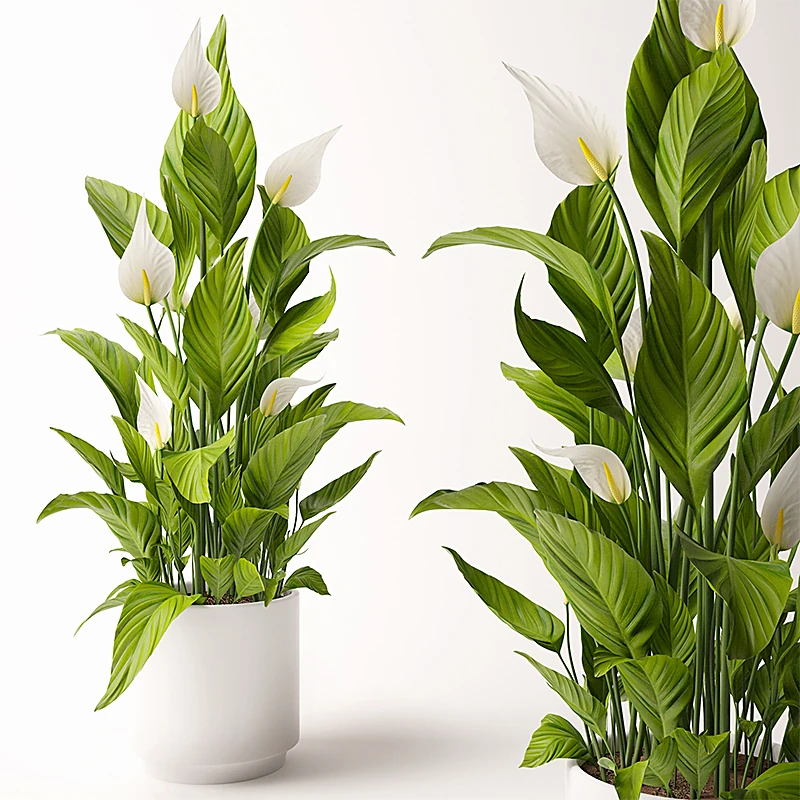 Spathiphyllum Plant with White Flowers