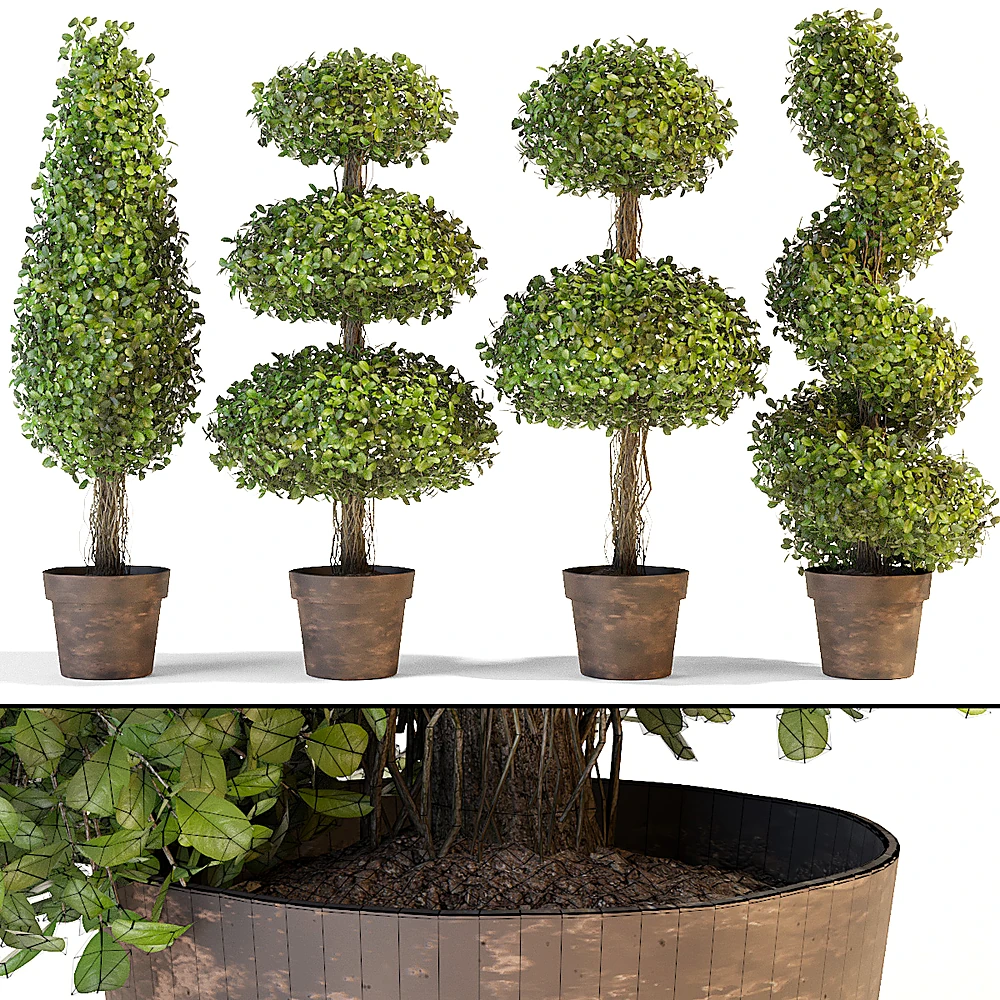 Set of Decorative Trees with Varied Topiary Forms