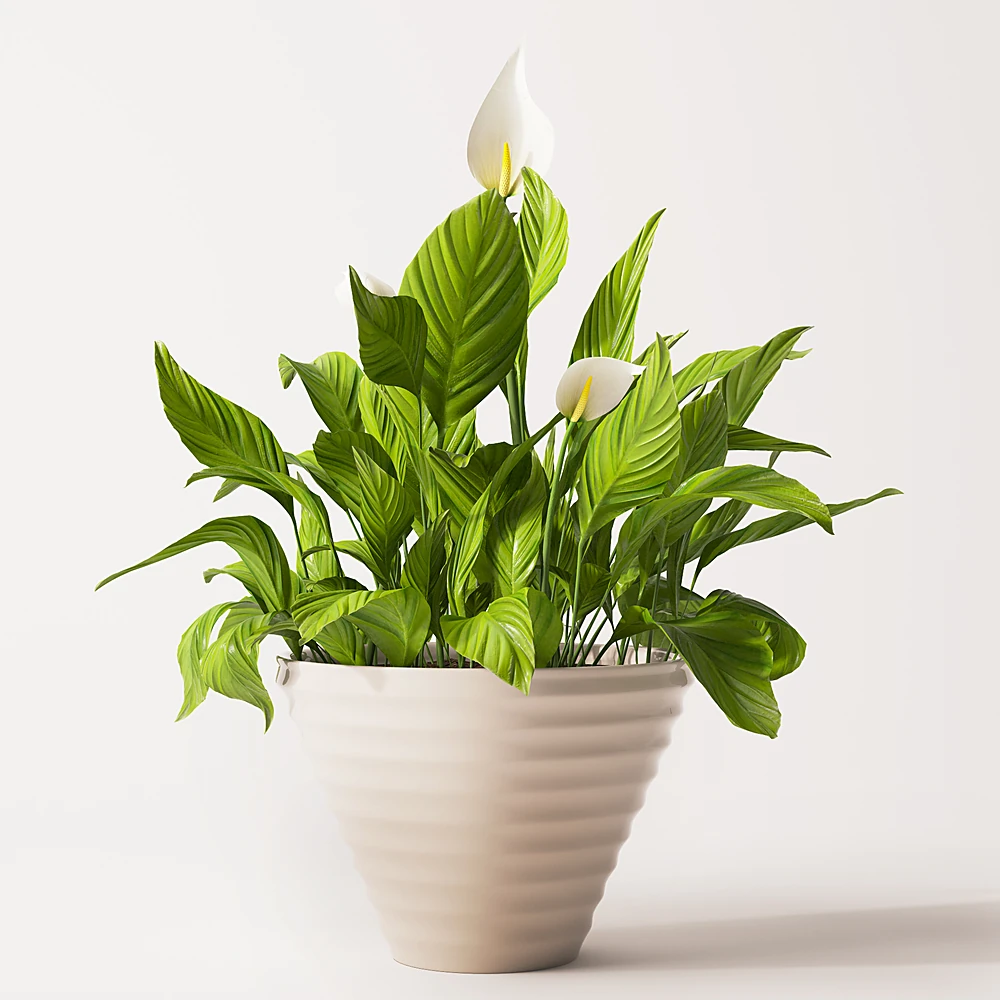 Spathiphyllum Potted Plant with Ribbed Ceramic Pot