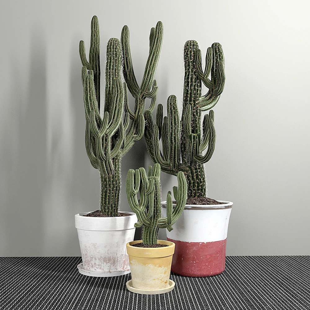 Set of Three Cactuses with Varied Ceramic Pots
