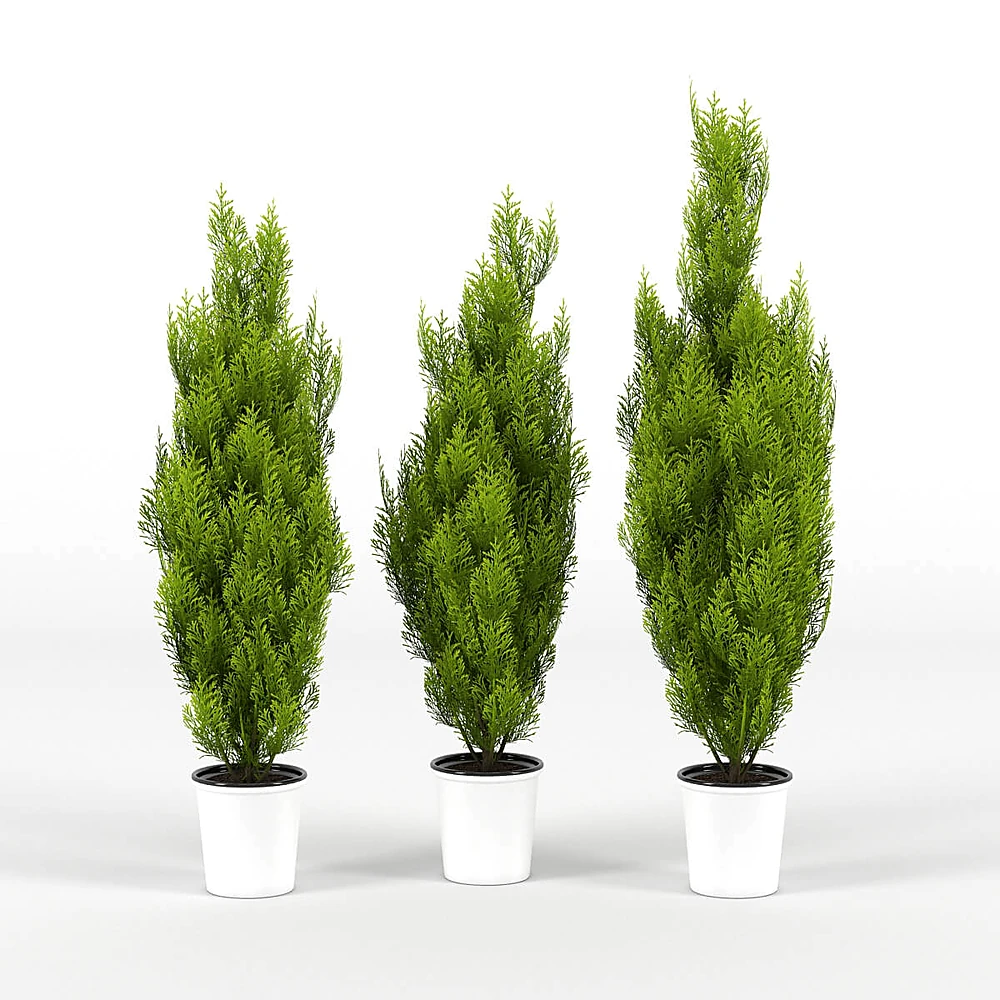 Potted Plant Cupressus Wilma
