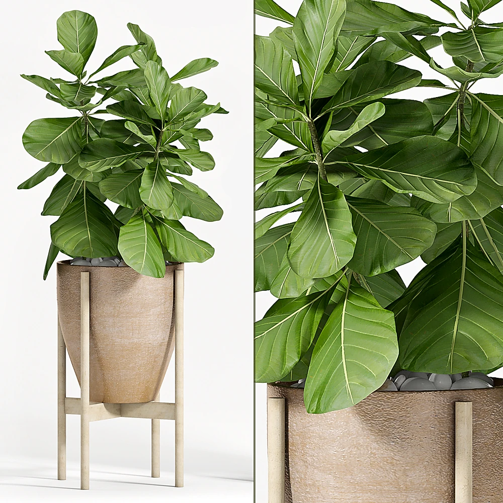 Ficus Lyrata Plant with Ceramic Pot and Wooden Stand