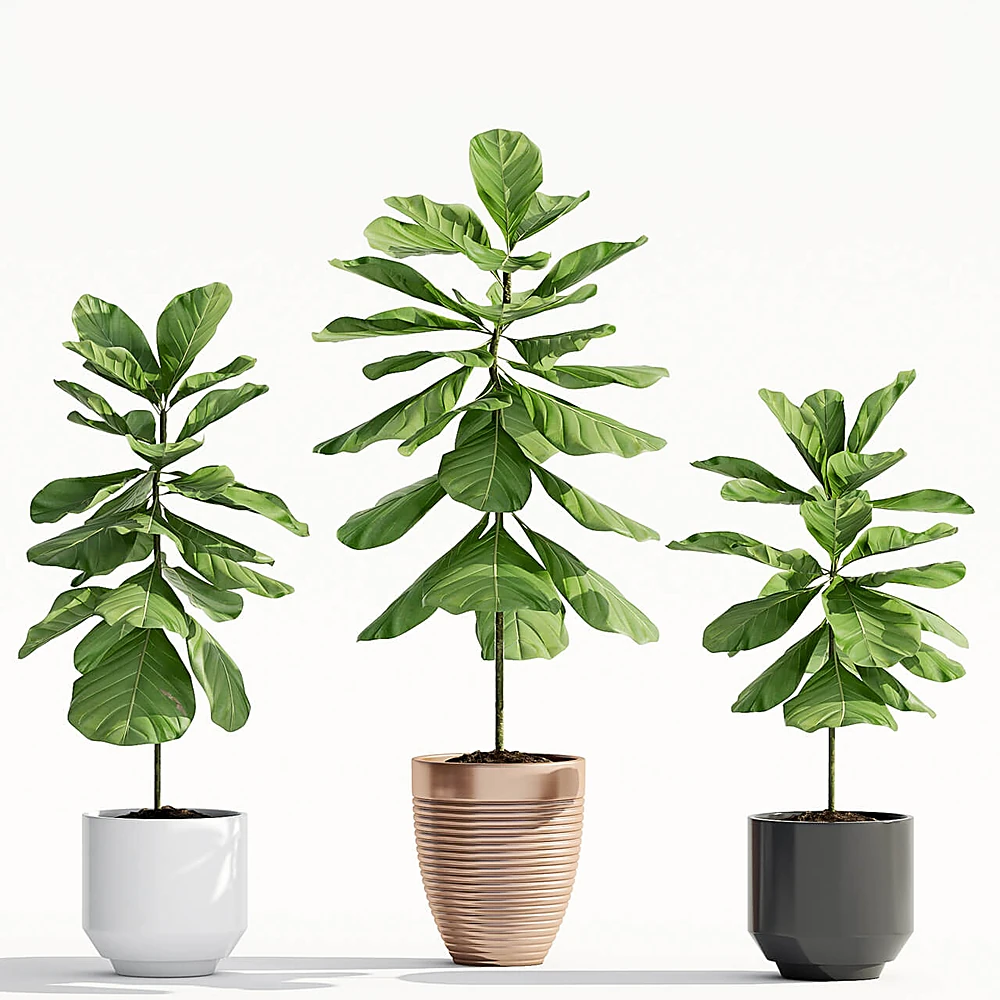 Plantas 1