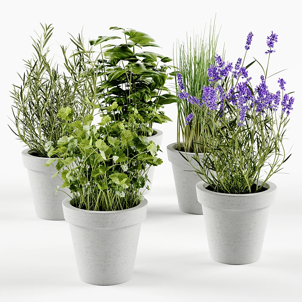 Herbs in Concrete Pots Set