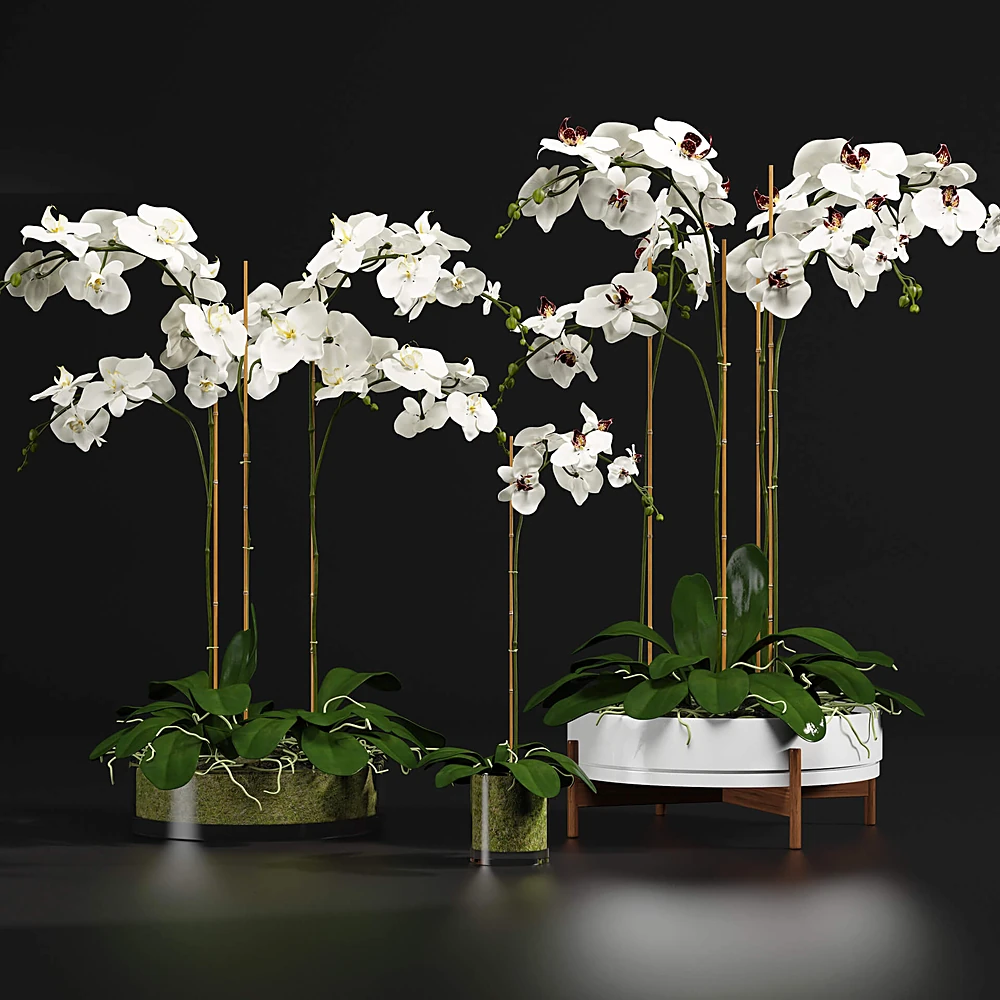 Potted Orchid Arrangement with White Blooms and Modern Planters