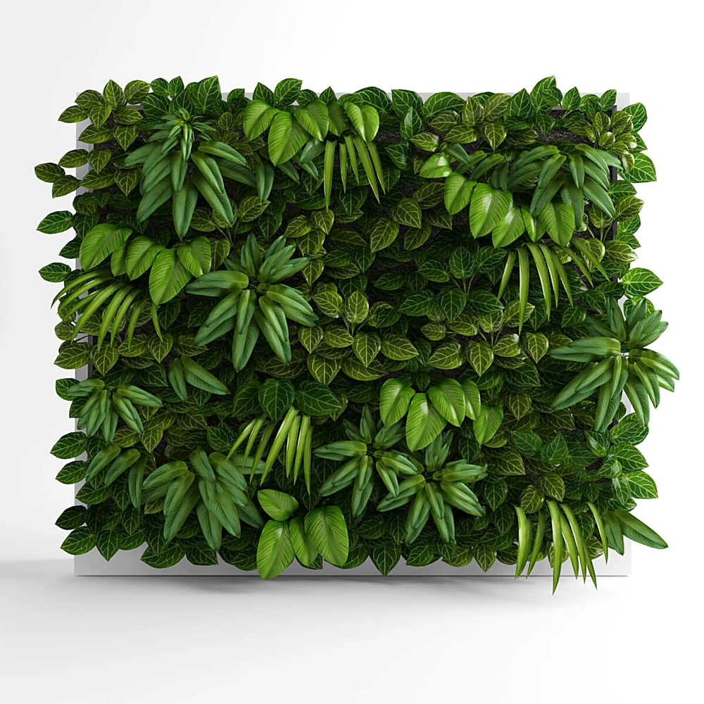 Plants 1
