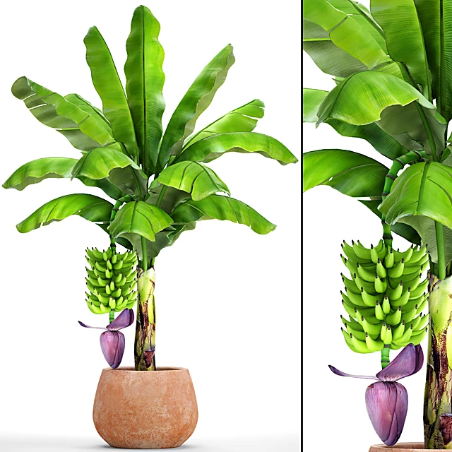 Japanese Banana Plant in Terracotta Pot
