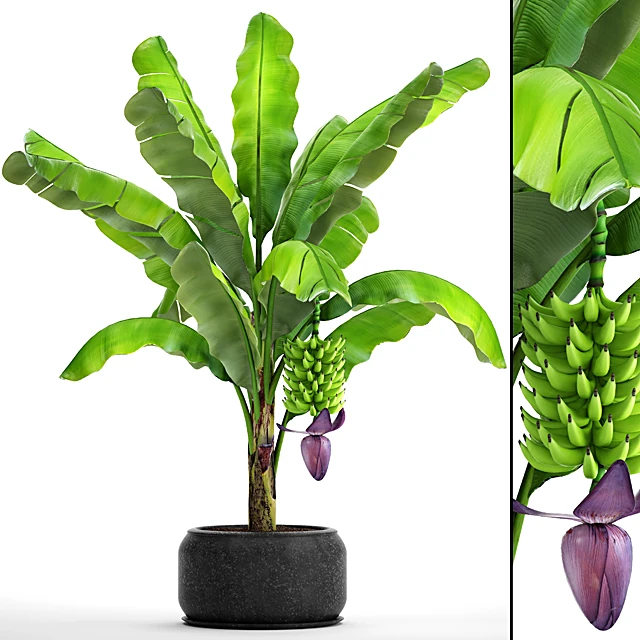 Potted Japanese Banana Plant