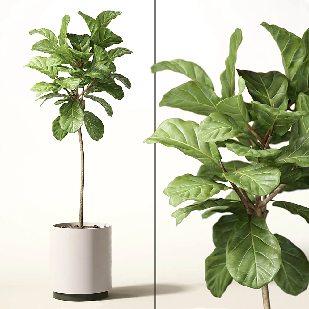 Ficus Lyrata Plant in White Ceramic Pot