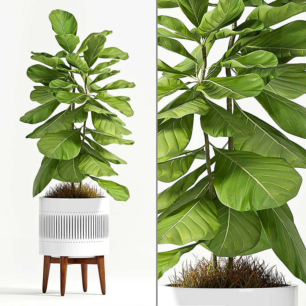 Ficus Lyrata Potted Plant with Ceramic Planter and Wooden Stand