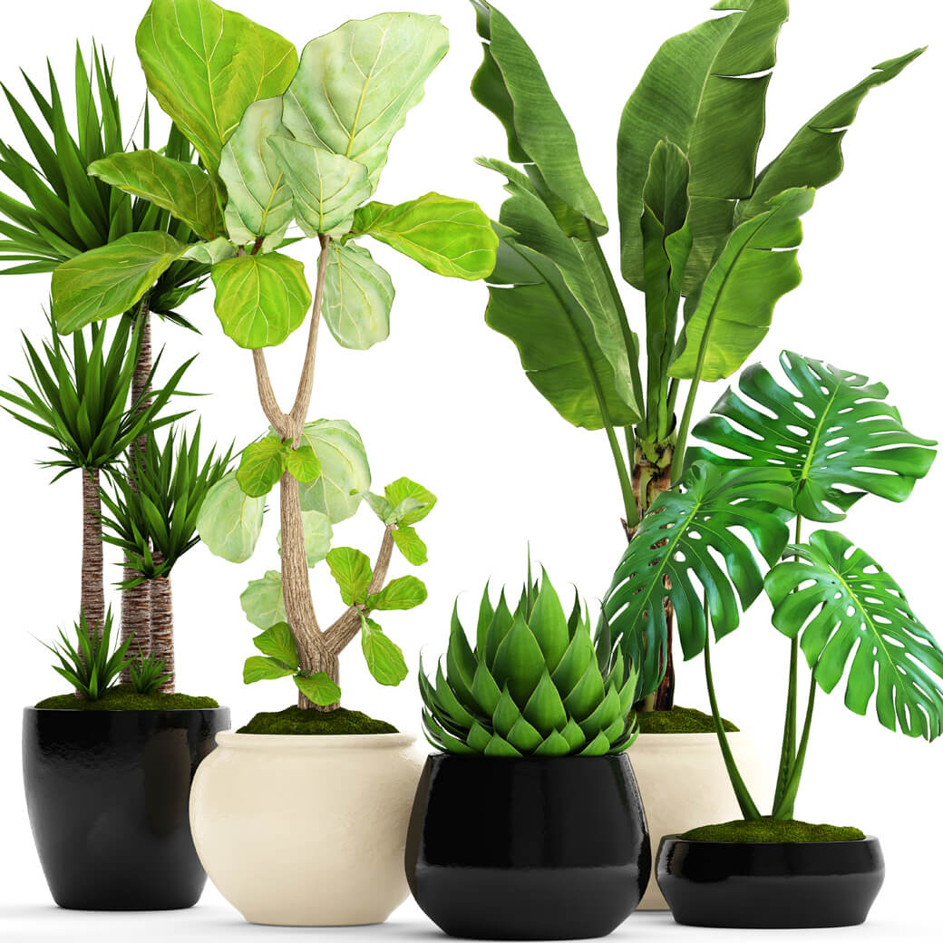 Plantes 1
