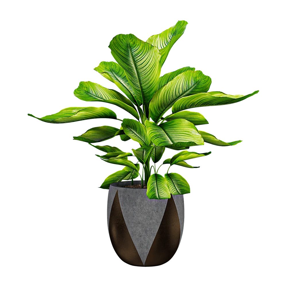 Dieffenbachia Plant with Geometric Ceramic Pot
