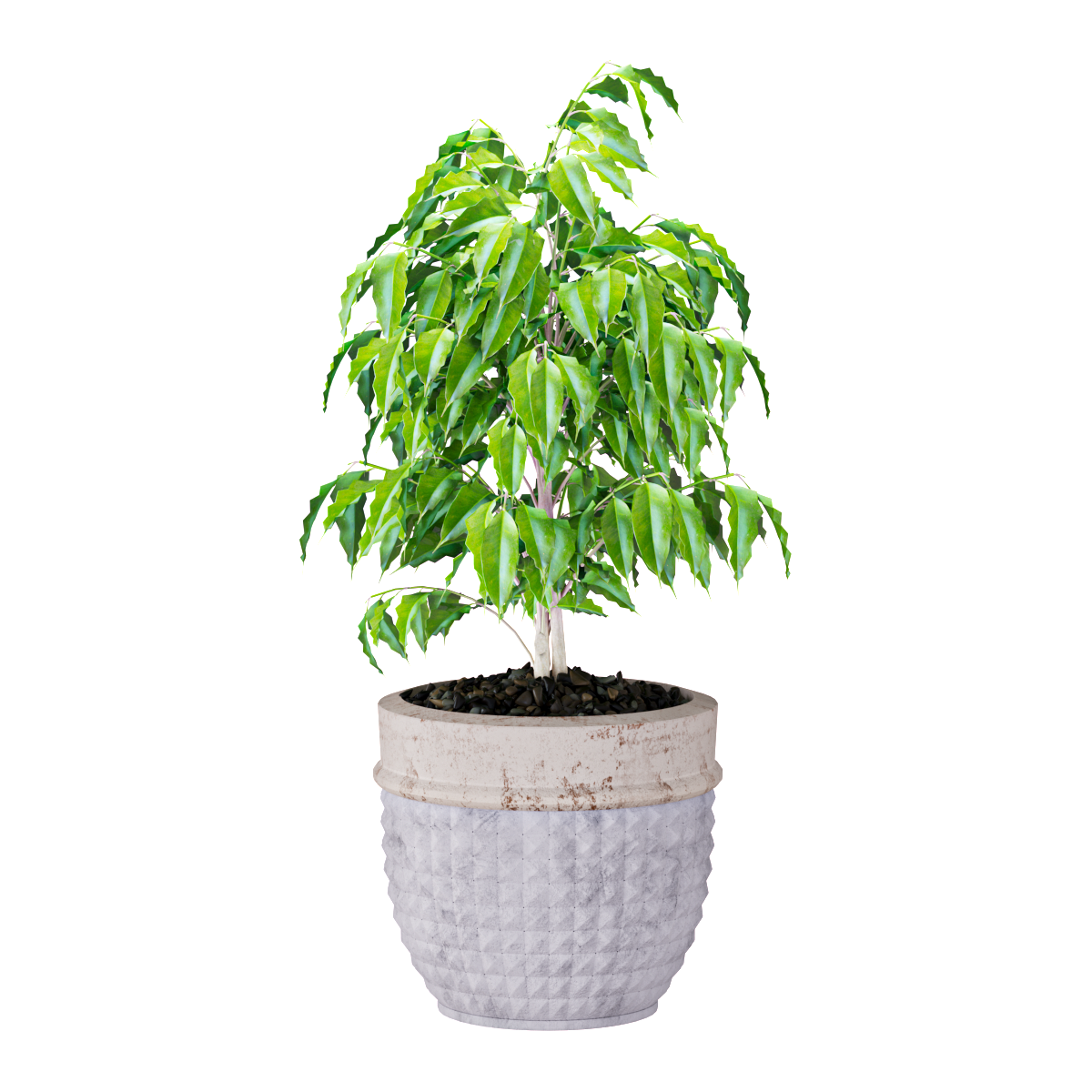 Растения 1