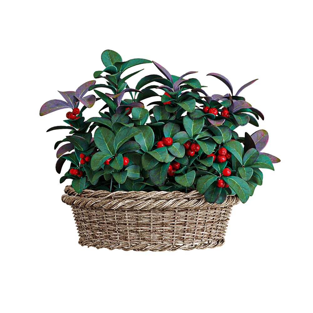 Pianta in vaso Gaultheria con cesto intrecciato