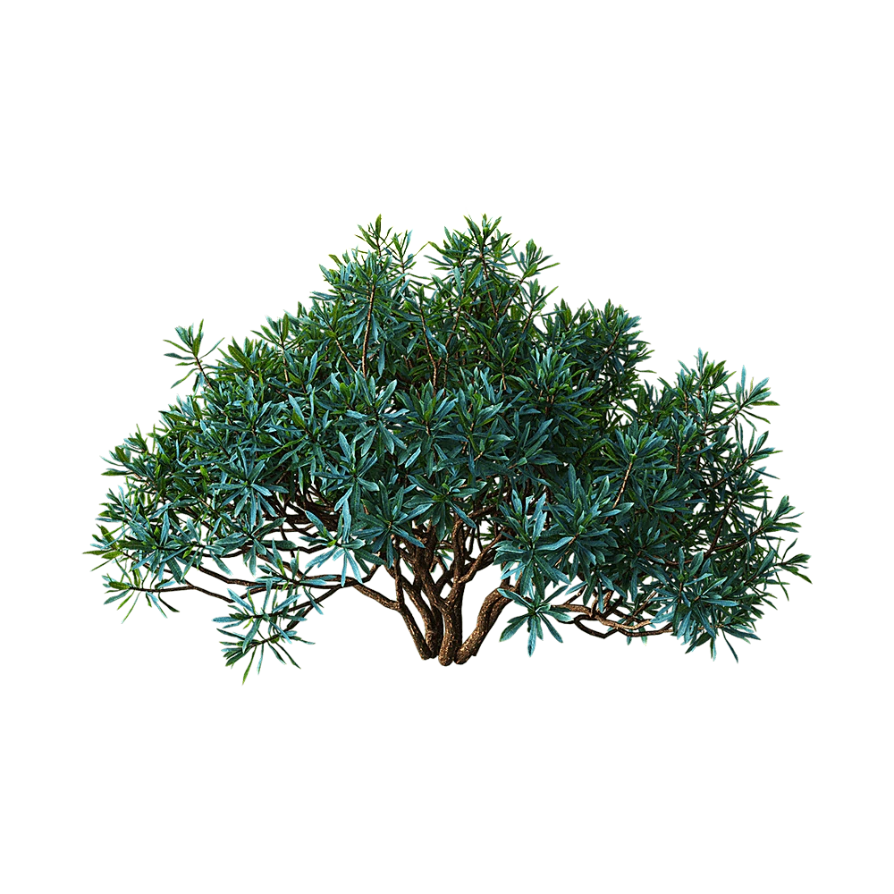 Plant with Dense Green Foliage
