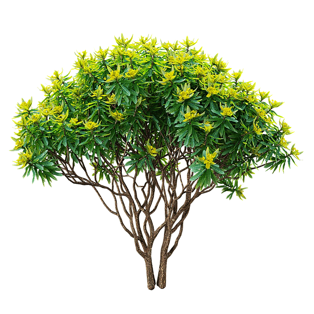 Euphorbia dentroides Plant with Lush Green Foliage