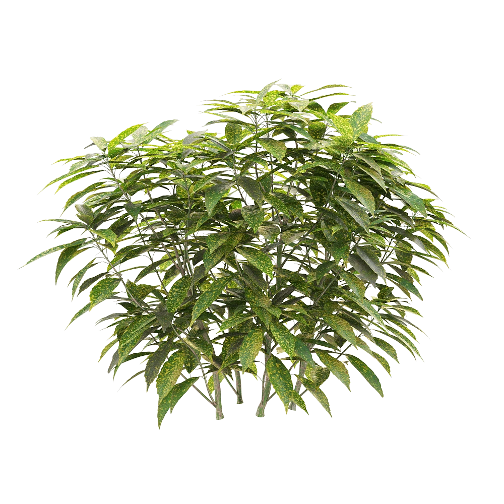 Aucuba japonica Plant with Variegated Leaves
