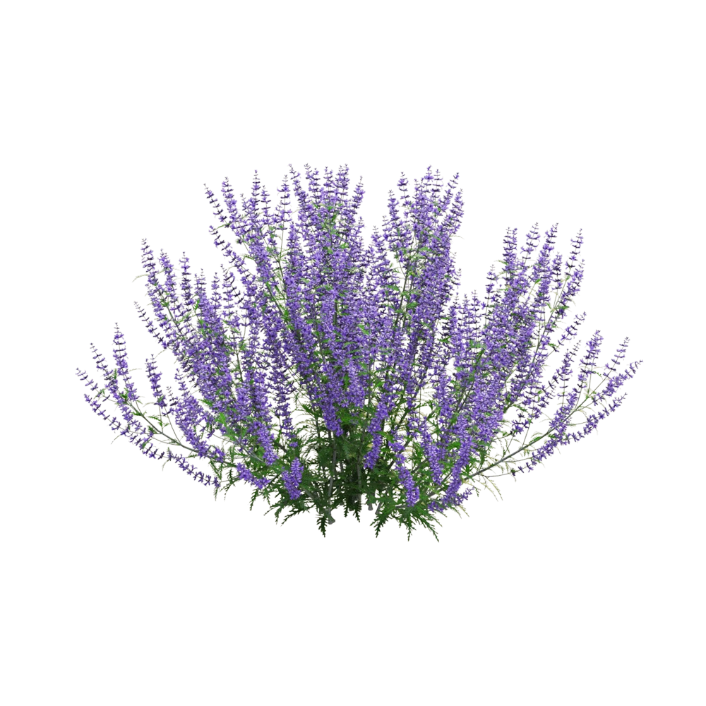 Perovskia atriplicifolia Plant with Purple Flowers