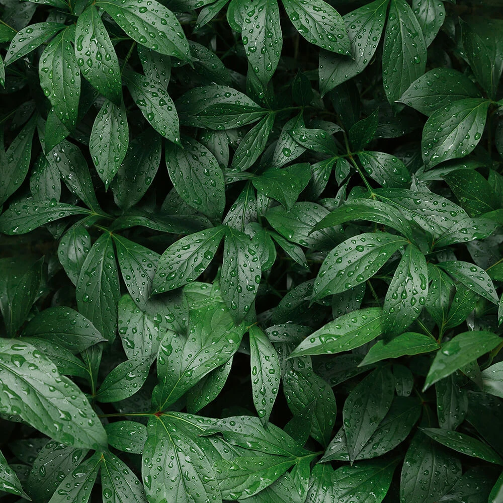 Rivestimento murale 1