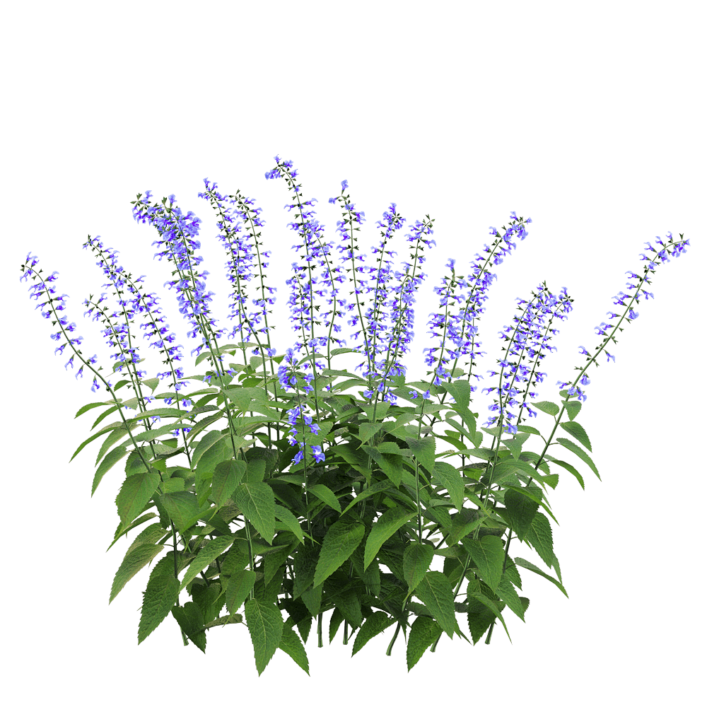 Salvia Guarantica 3 - Descargar modelo 3D (30558) 