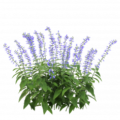 Salvia Guarantica 3 - download 3d model | ZeelProject.com