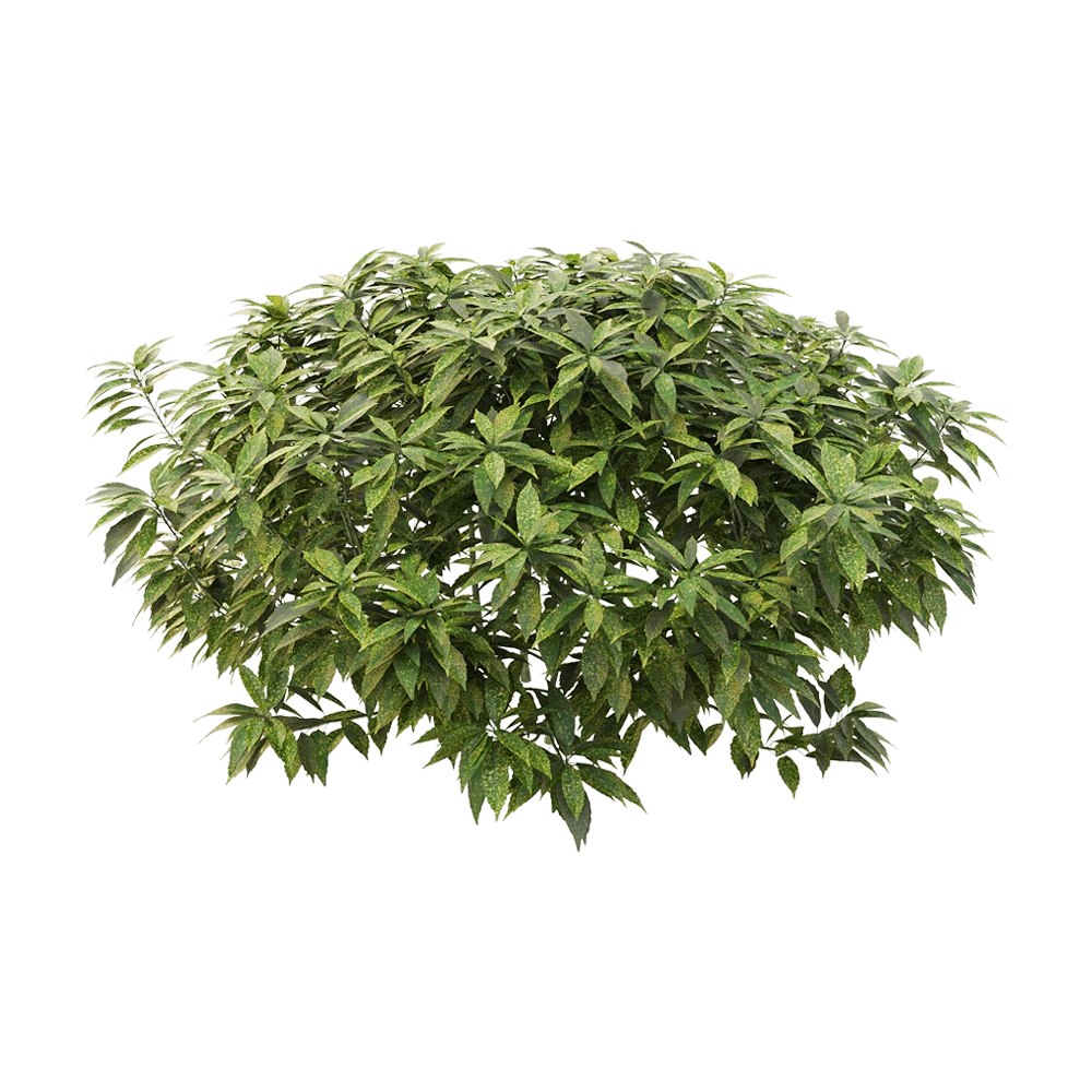 Ancuba japonica plant with variegated leaves