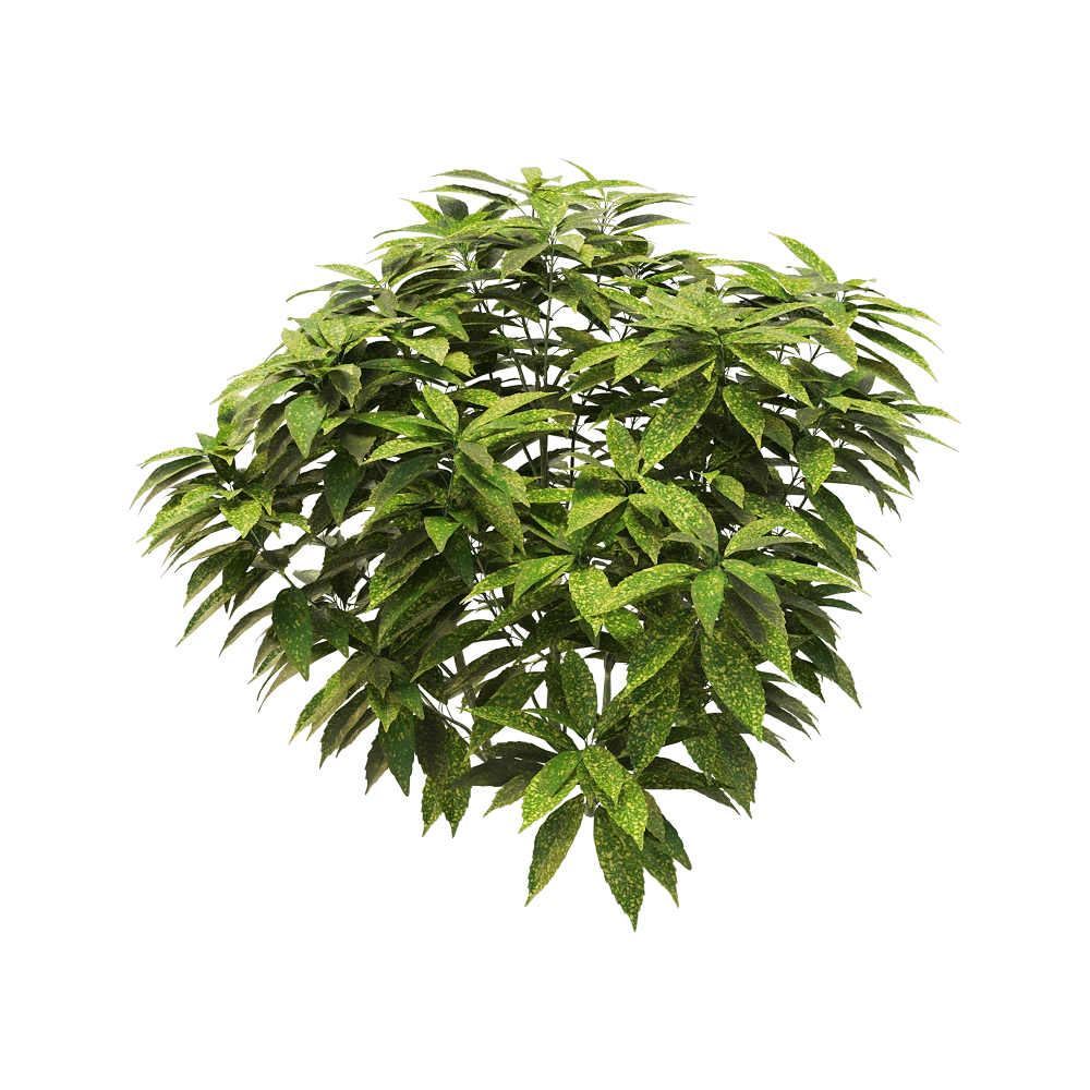 Plants 1
