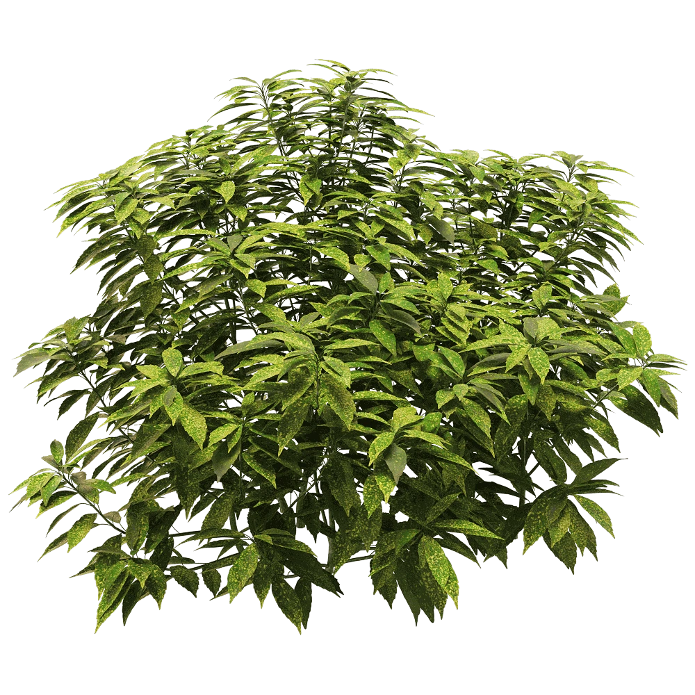 Plant with Lush Green Foliage