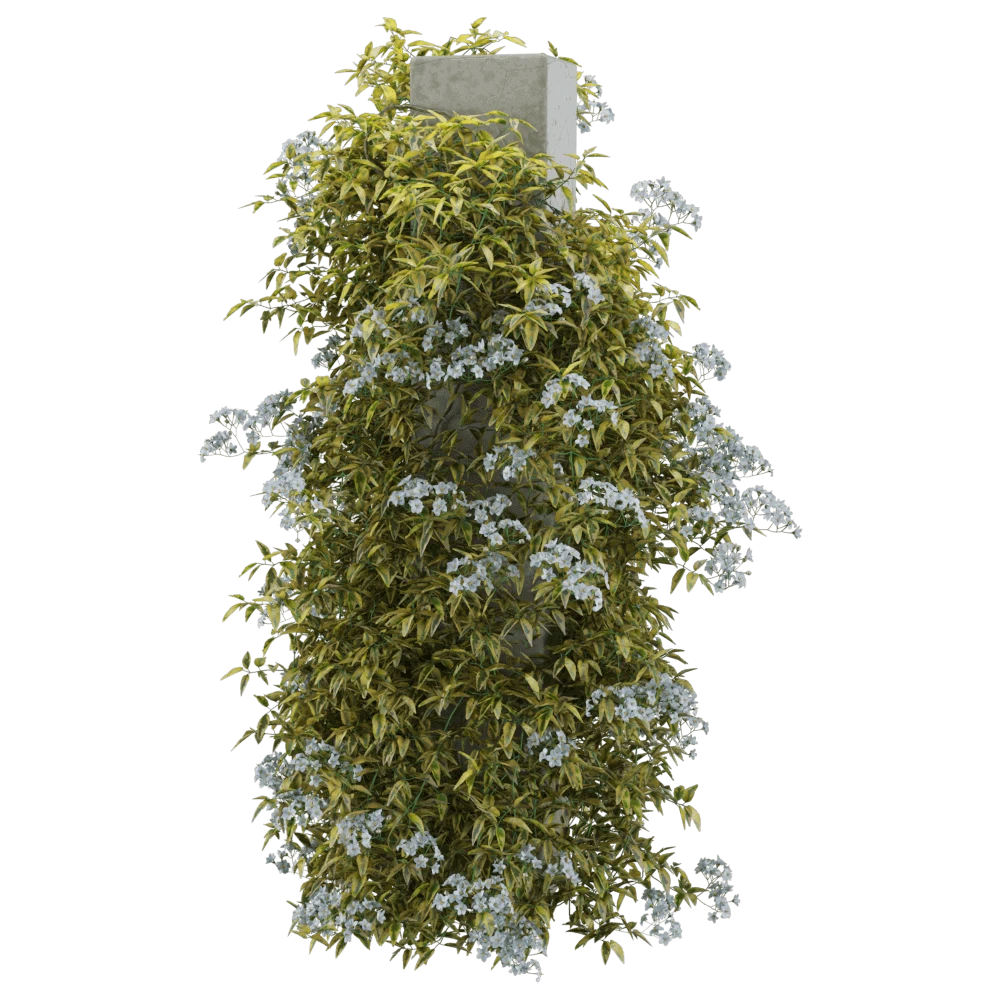 Climbing Plant Solanum Jasminoides Variegata with White Flowers