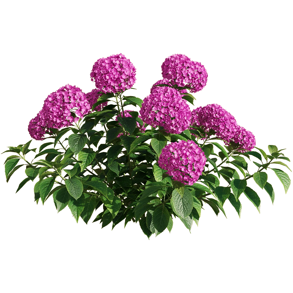 Plants 1