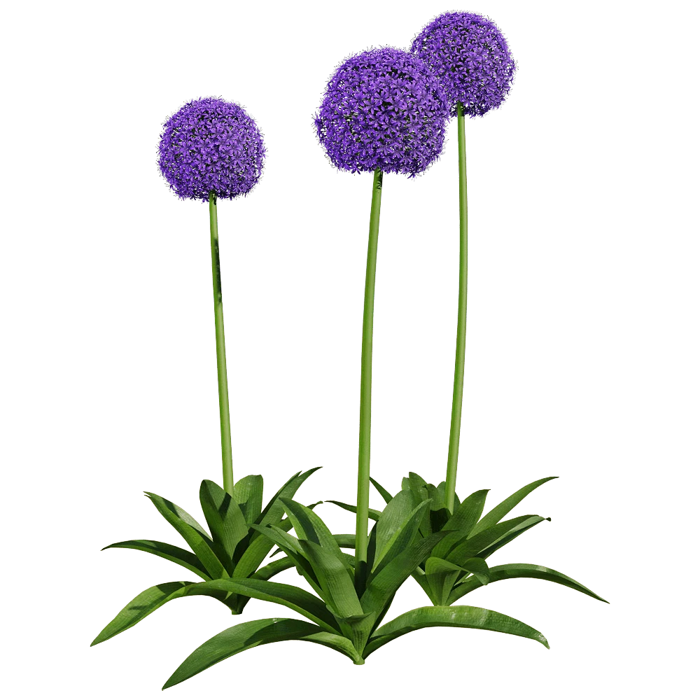 Decorative Plant Allium giganteum