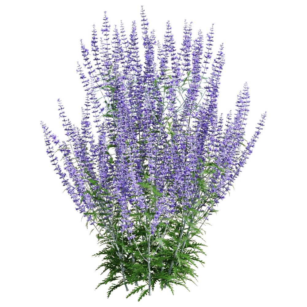 Perovskia atriplicifolia Plant with Purple Flowers