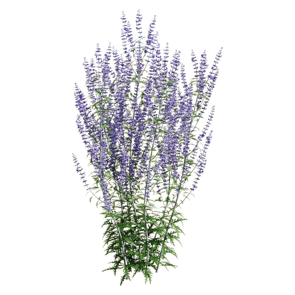 Perovskia Plant with Purple Flowers