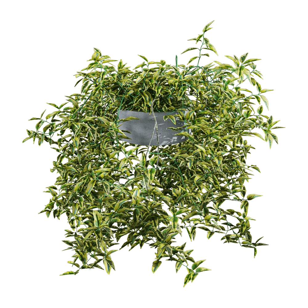 Hanging Plant with Variegated Foliage and Grey Pot